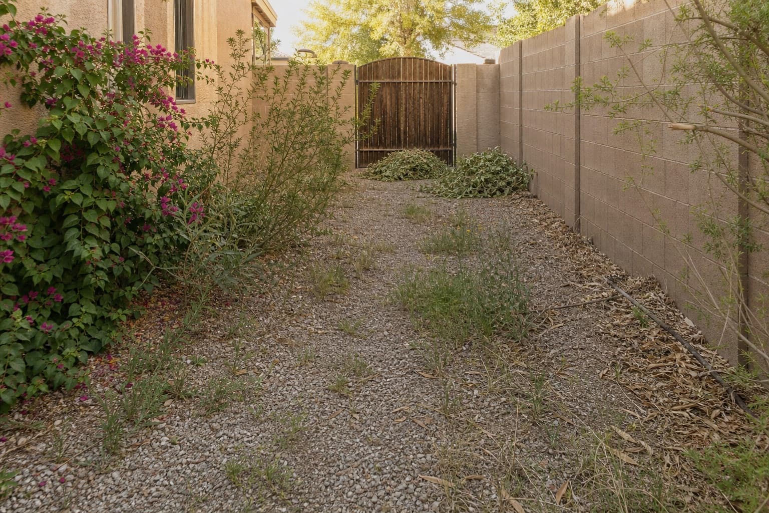 Side-yard cleanup: overgrowth and debris → clear access before